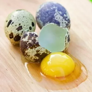 Перепелиные яйца по 40 копеек