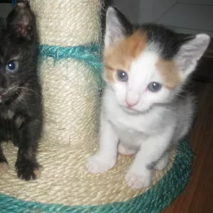 будь знаком 2 красивеньких котёнка ,  голубыми глазками  блестят!