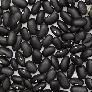 Сортова квасоля. Доставка по Україні. Різні сорти.