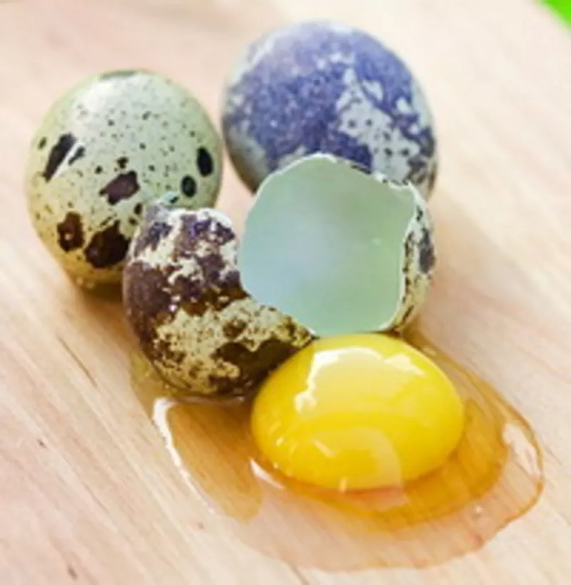 Перепелиные яйца по 40 копеек