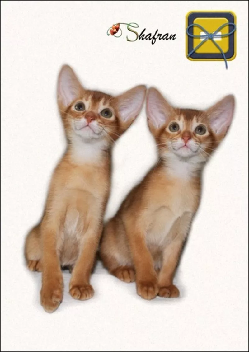 Абиссинские котята Shafran