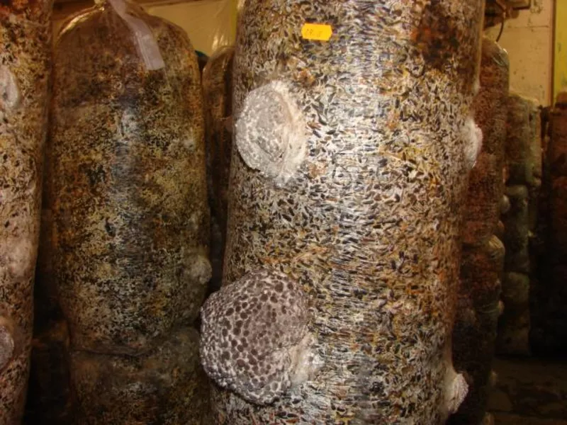 мицелий вешенка выращивание грибы  Сумы 2