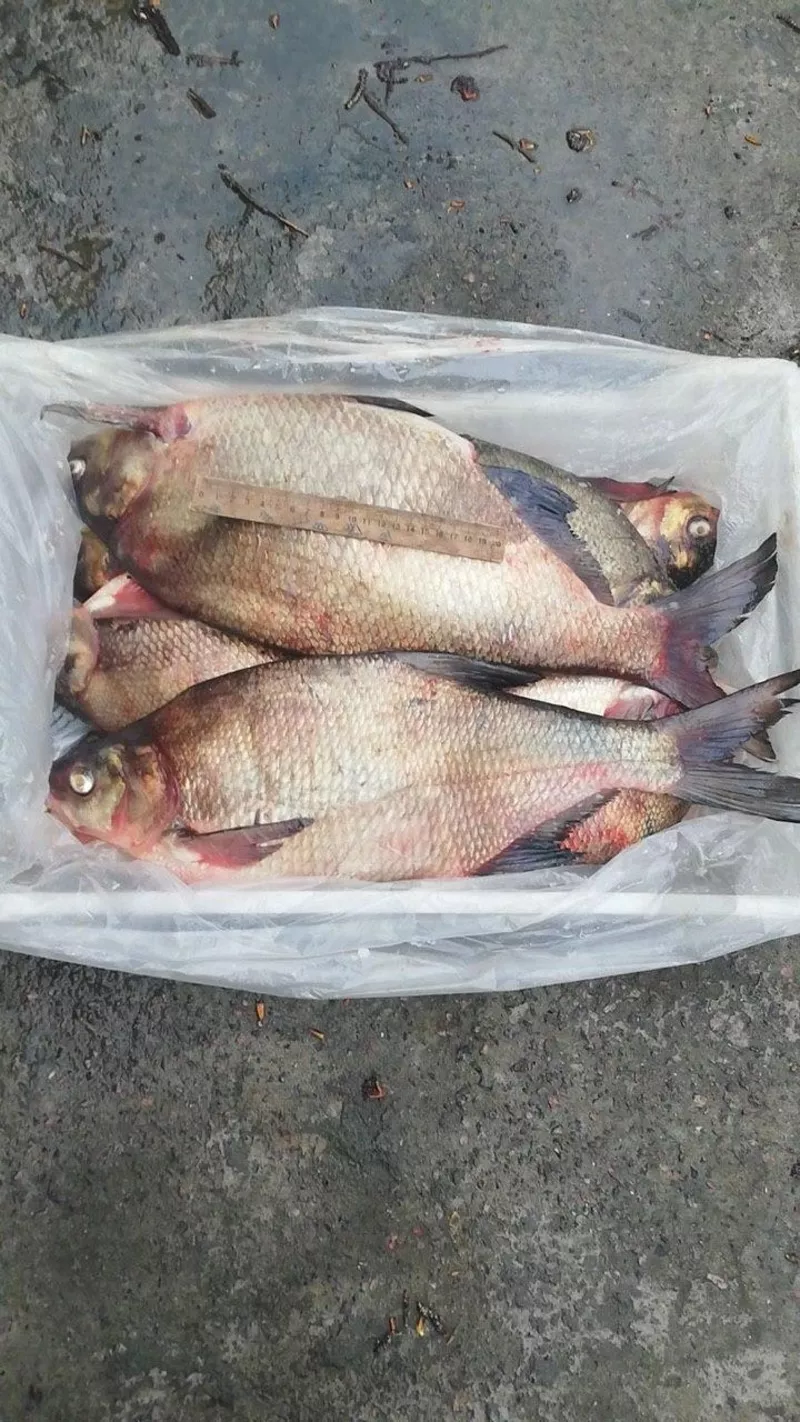 Продажа свежевыловленной рыбы оптом 3