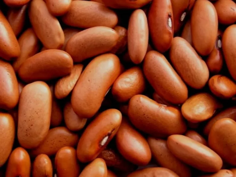 Квасоля сортова Шоколадниця,  Ліма,  Кофейка,  Солдатик та ін